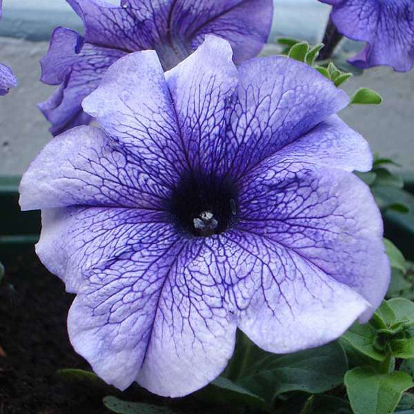 Petunia Grandiflora Purple Flower Seeds